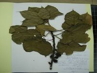 Herbarium sample